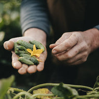 Malassol Cornichons - Vinegar Shed
